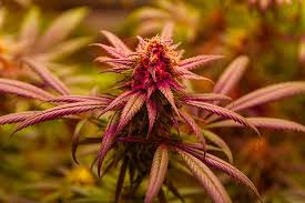 Exploring Fat Bastard Weed Characteristics, Benefits, and Cultivation