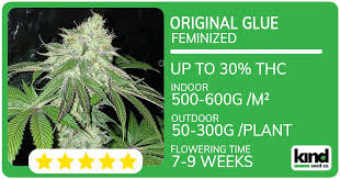 Exploring Fat Bastard Weed Characteristics, Benefits, and Cultivation